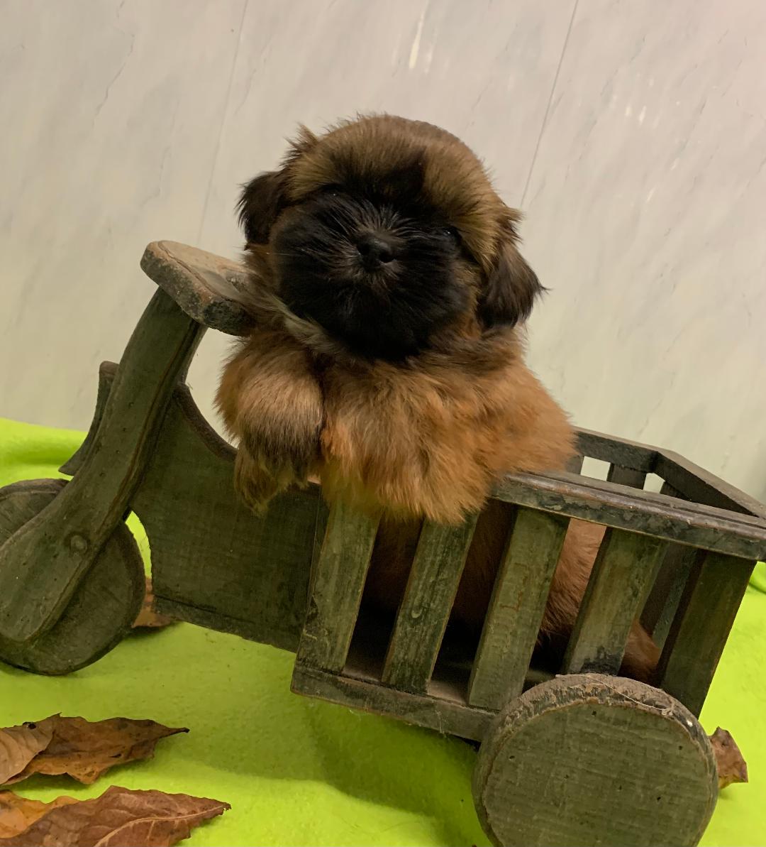 22bb5maleshouartaban6sema